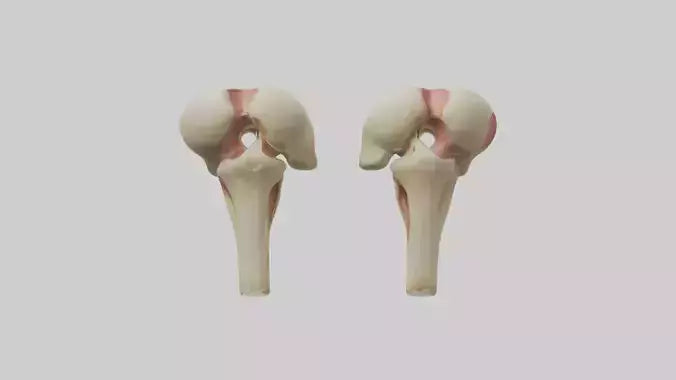3D model Human Patella Model VR / AR / low-poly