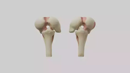 3D model Human Patella Model VR / AR / low-poly