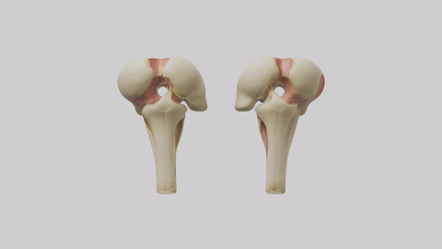 3D model Human Patella Model VR / AR / low-poly