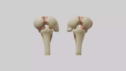 3D model Human Patella Model VR / AR / low-poly