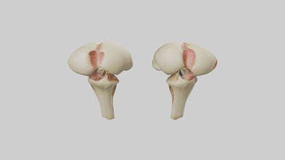 3D model Human Patella Model VR / AR / low-poly