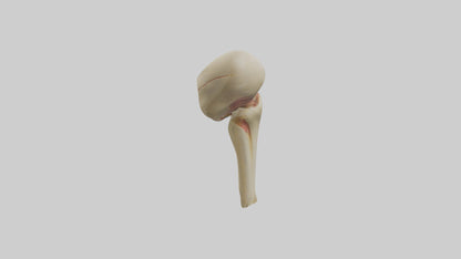 3D model Human Patella Model VR / AR / low-poly