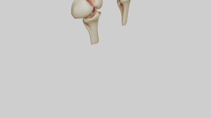 3D model Human Patella Model VR / AR / low-poly
