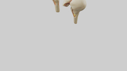 3D model Human Patella Model VR / AR / low-poly