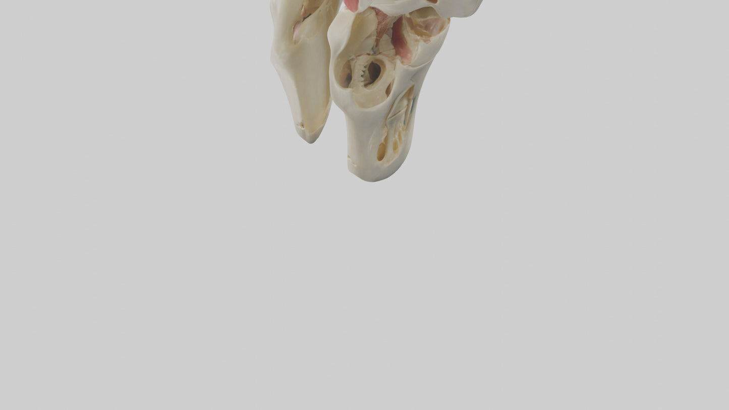 3D model Human Patella Skeleton model VR / AR / low-poly