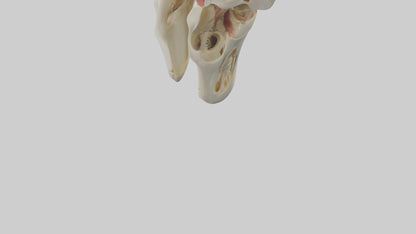3D model Human Patella Skeleton model VR / AR / low-poly