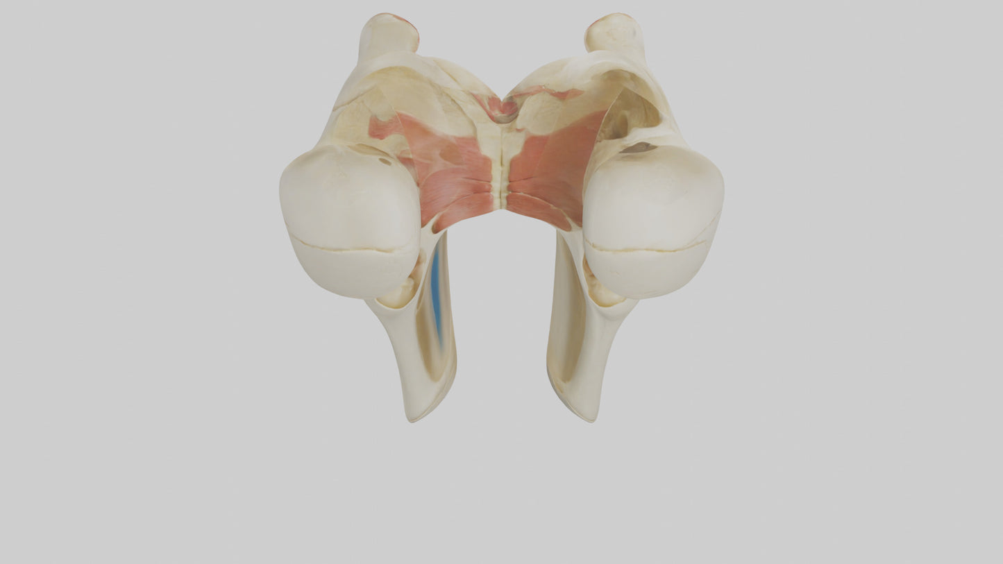 3D model Human Patella Skeleton model VR / AR / low-poly
