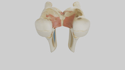 3D model Human Patella Skeleton model VR / AR / low-poly