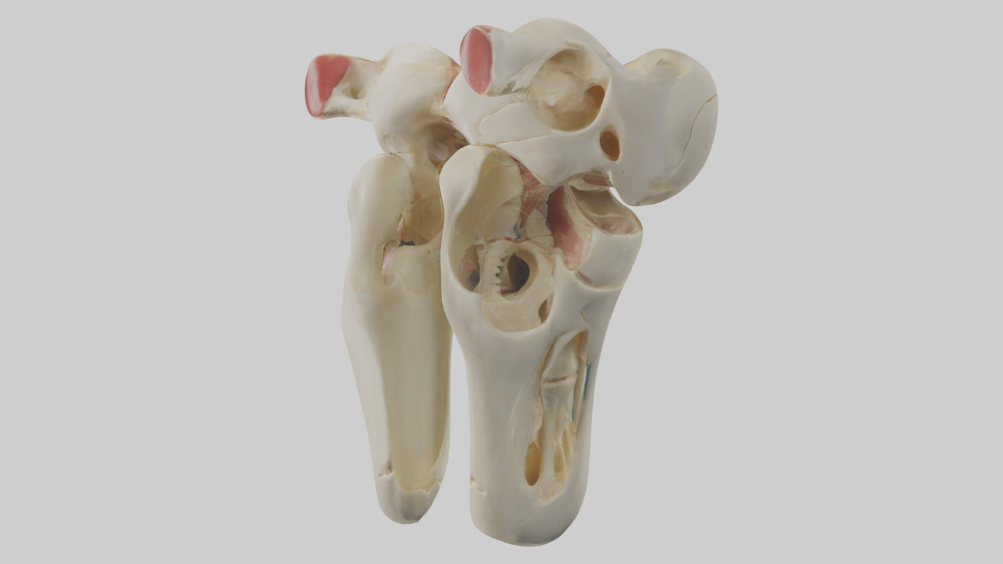 3D model Human Patella Skeleton model VR / AR / low-poly