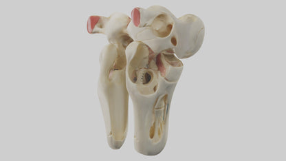 3D model Human Patella Skeleton model VR / AR / low-poly