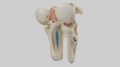 3D model Human Patella Skeleton model VR / AR / low-poly