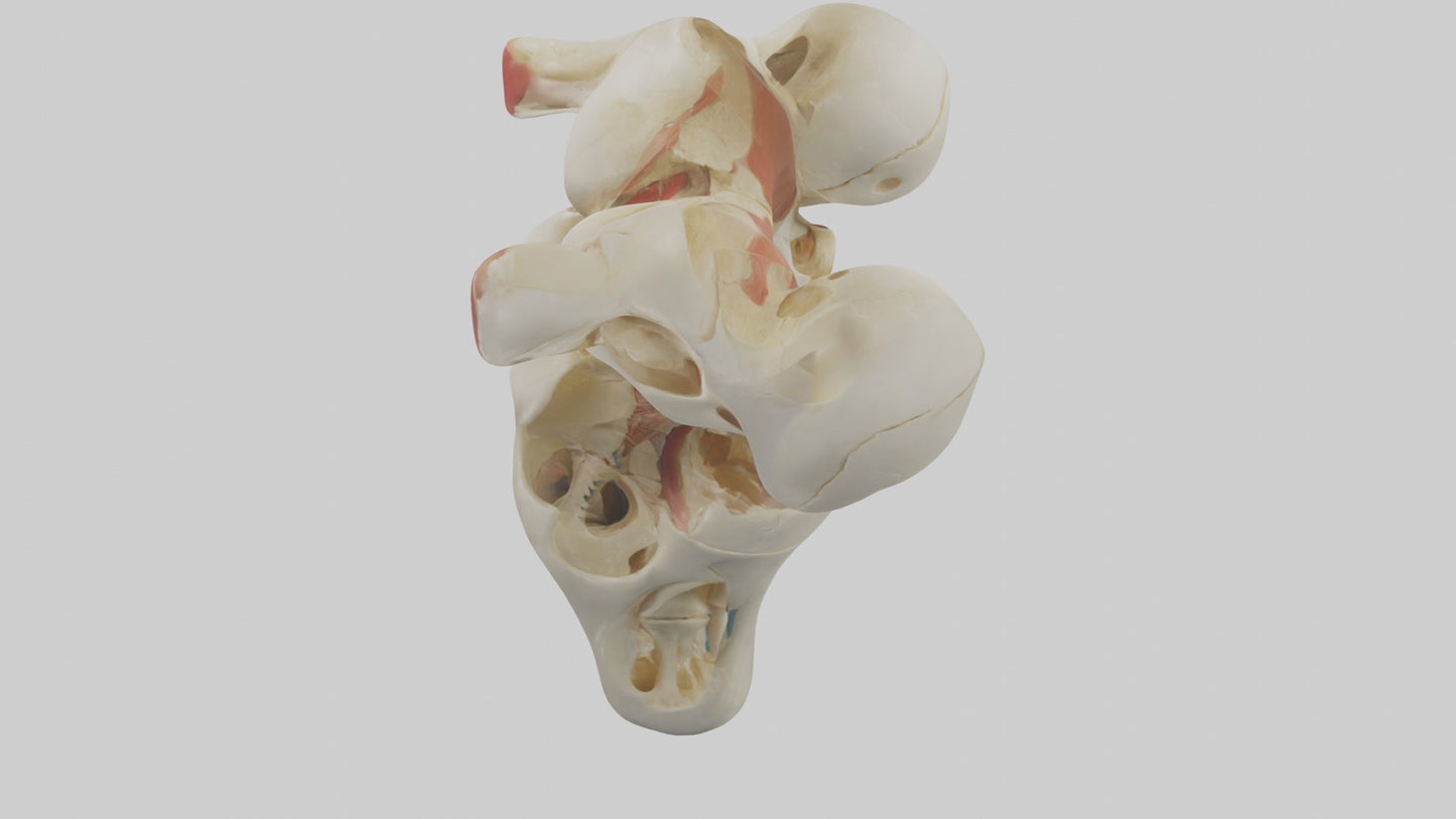 3D model Human Patella Skeleton model VR / AR / low-poly