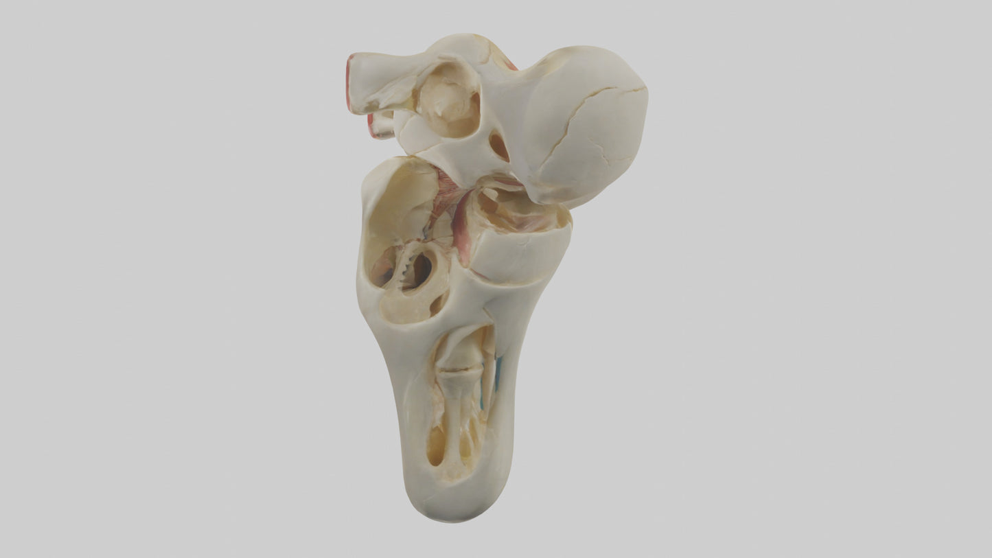 3D model Human Patella Skeleton model VR / AR / low-poly