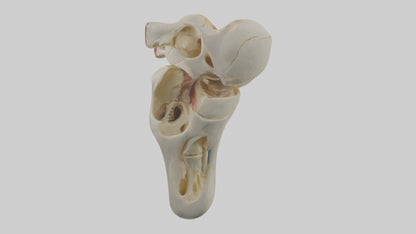 3D model Human Patella Skeleton model VR / AR / low-poly