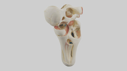3D model Human Patella Skeleton model VR / AR / low-poly
