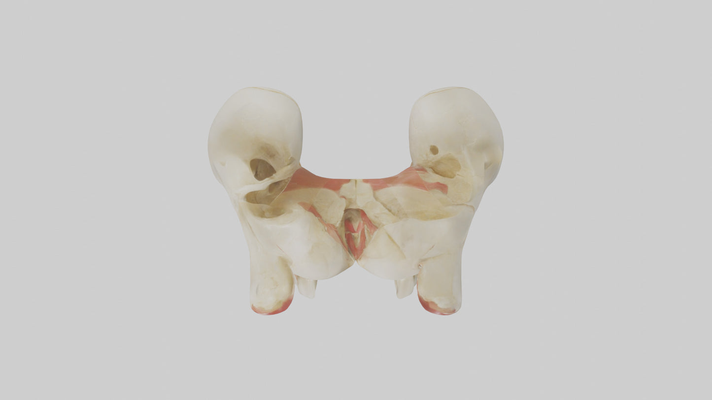 3D model Human Patella Skeleton model VR / AR / low-poly