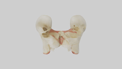 3D model Human Patella Skeleton model VR / AR / low-poly