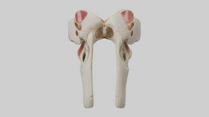 3D model Human Patella Skeleton model VR / AR / low-poly