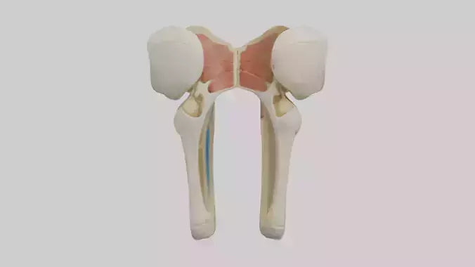 3D model Human Patella Skeleton model VR / AR / low-poly
