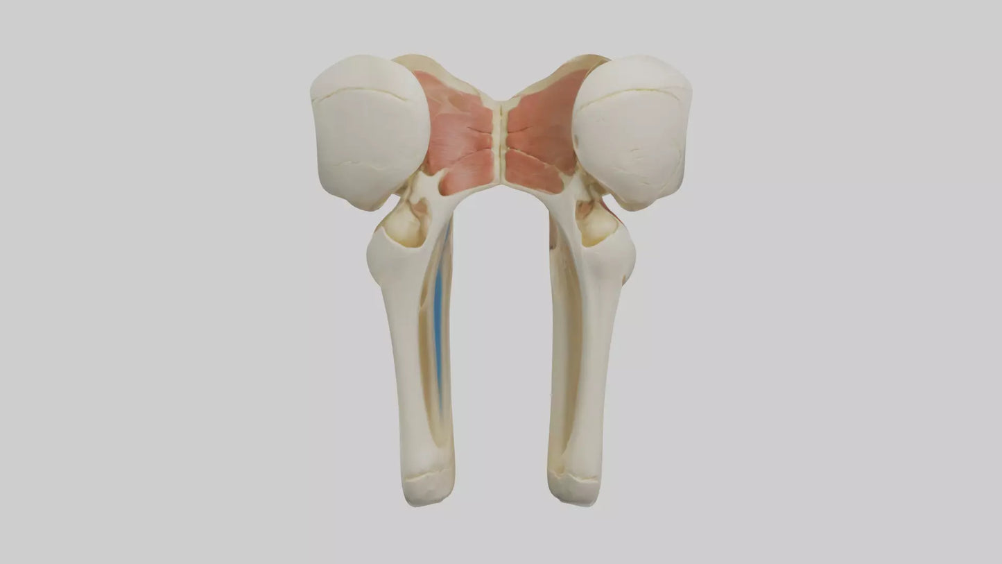 3D model Human Patella Skeleton model VR / AR / low-poly