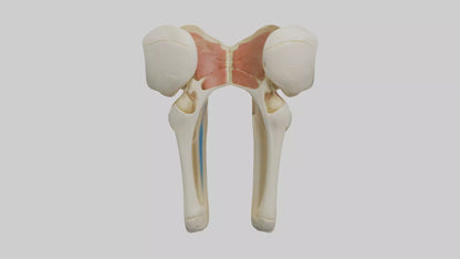 3D model Human Patella Skeleton model VR / AR / low-poly