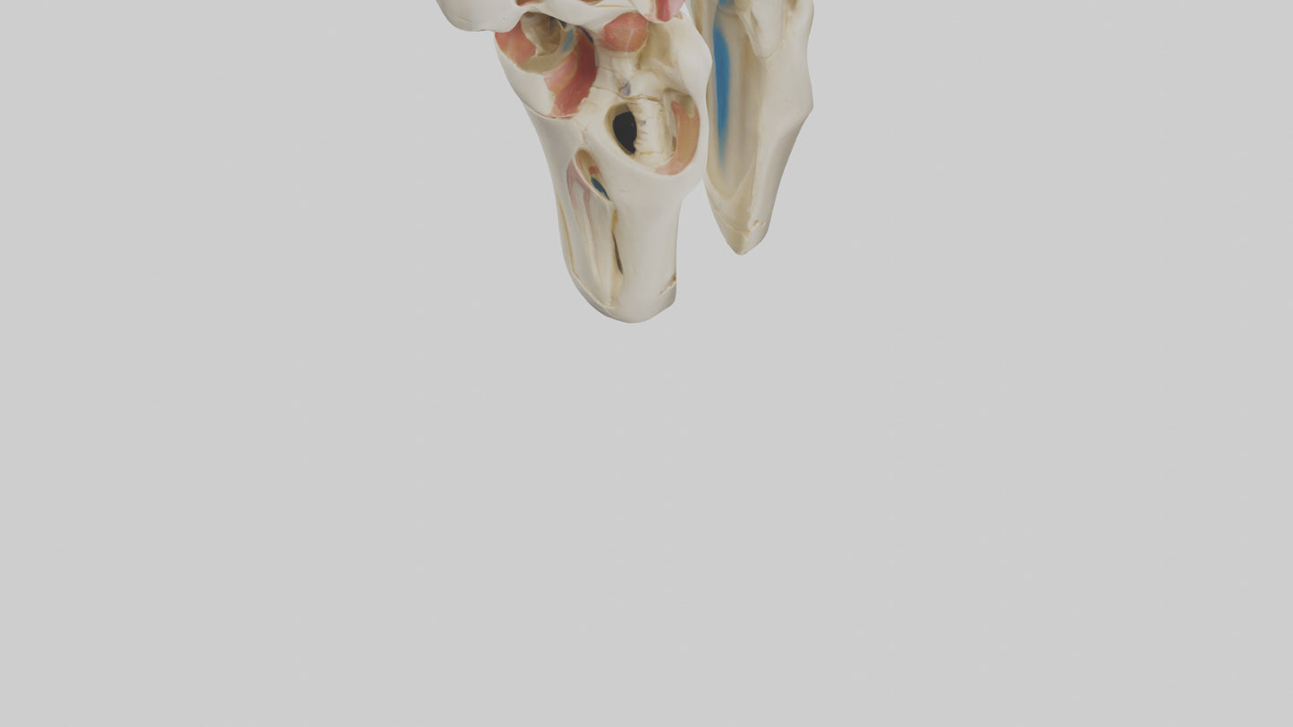 3D model Human Patella Skeleton model VR / AR / low-poly