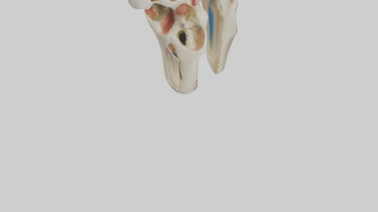 3D model Human Patella Skeleton model VR / AR / low-poly