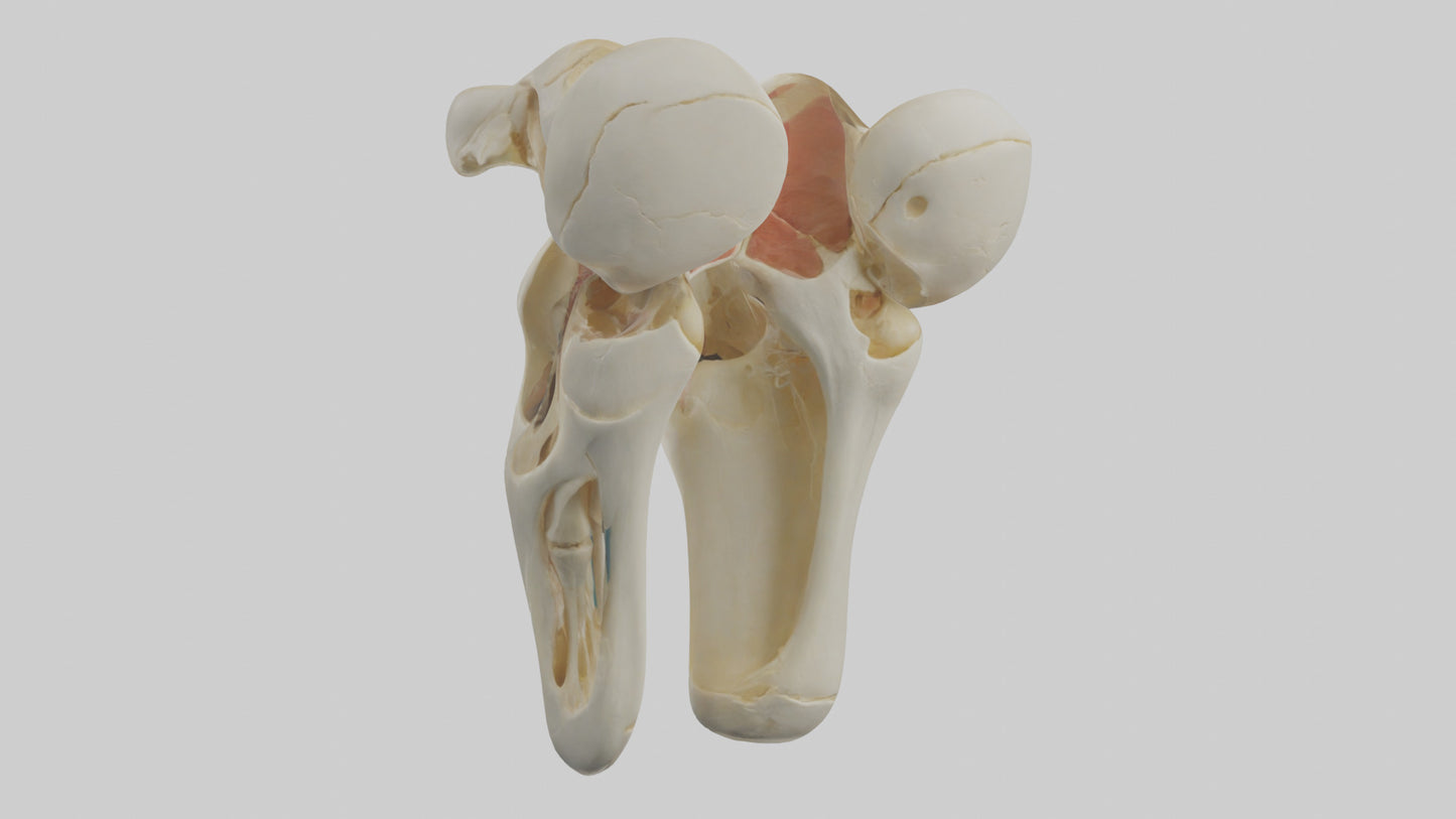 3D model Human Patella Skeleton model VR / AR / low-poly