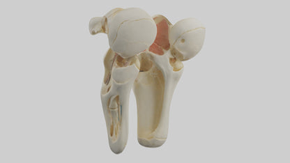 3D model Human Patella Skeleton model VR / AR / low-poly