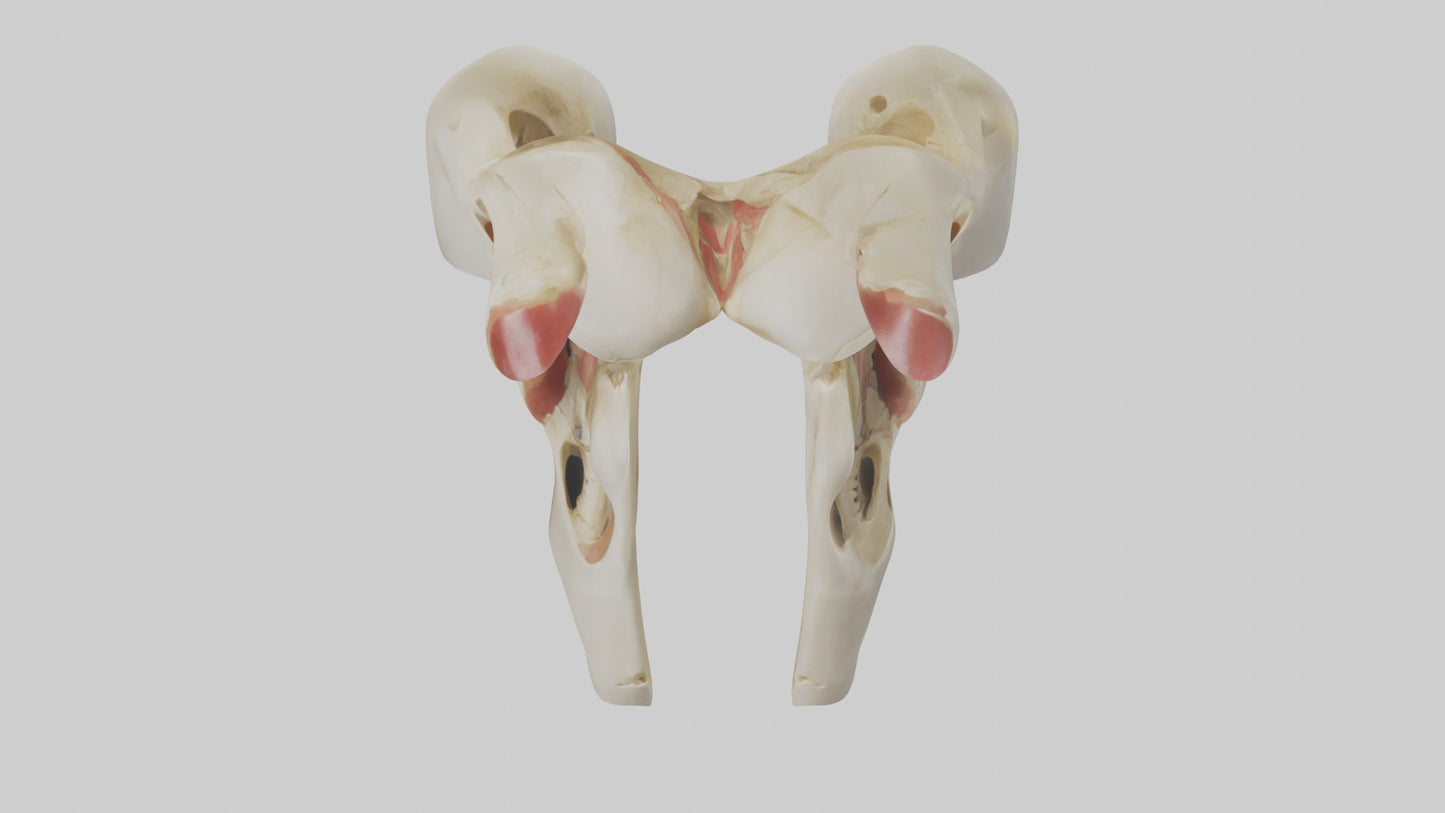 3D model Human Patella Skeleton model VR / AR / low-poly