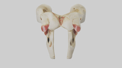 3D model Human Patella Skeleton model VR / AR / low-poly