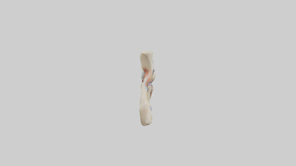 Human Patellar Tendon Model VR / AR / low-poly