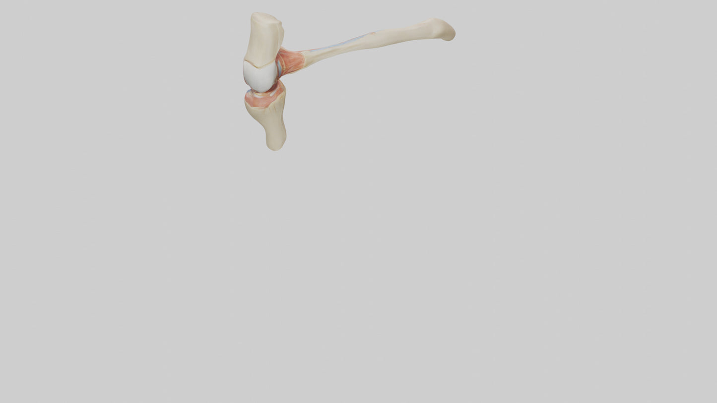Human Patellar Tendon Model VR / AR / low-poly