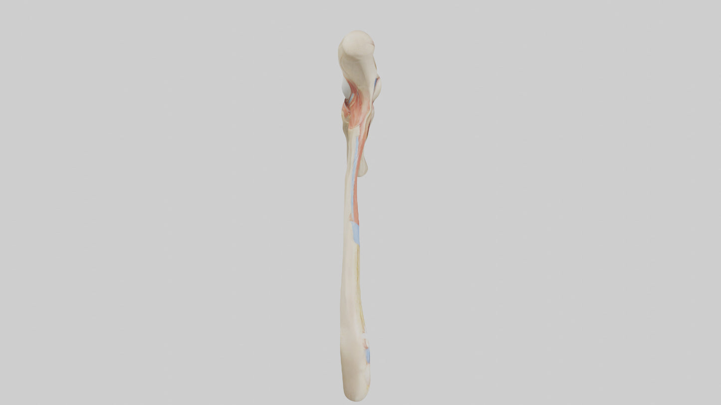 Human Patellar Tendon Model VR / AR / low-poly