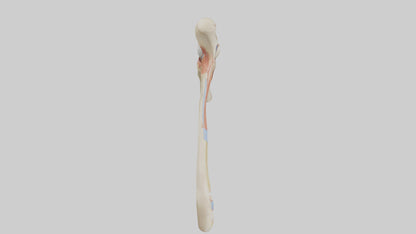 Human Patellar Tendon Model VR / AR / low-poly