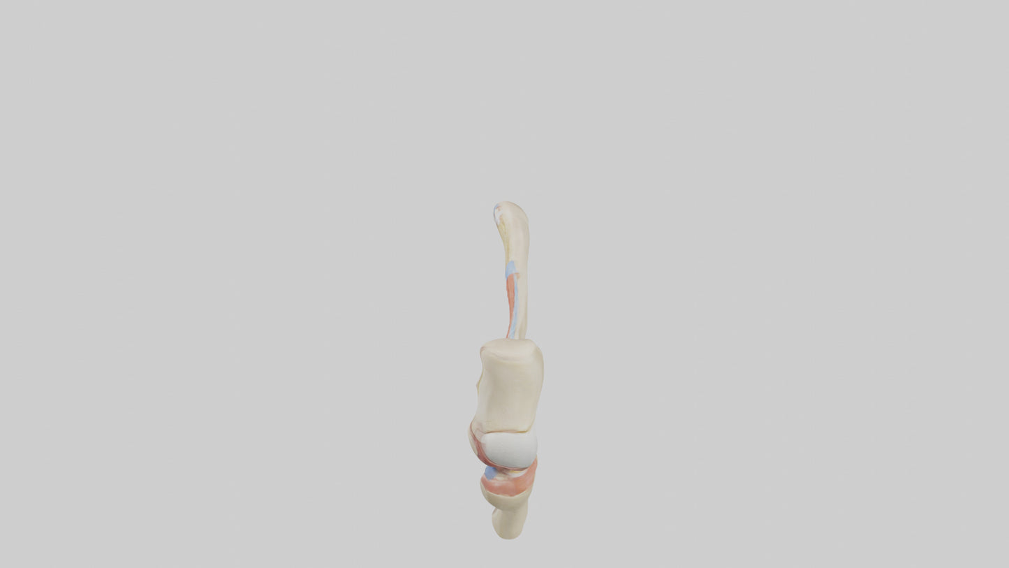 Human Patellar Tendon Model VR / AR / low-poly
