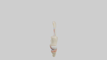 Human Patellar Tendon Model VR / AR / low-poly