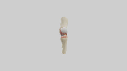 Human Patellar Tendon Model VR / AR / low-poly