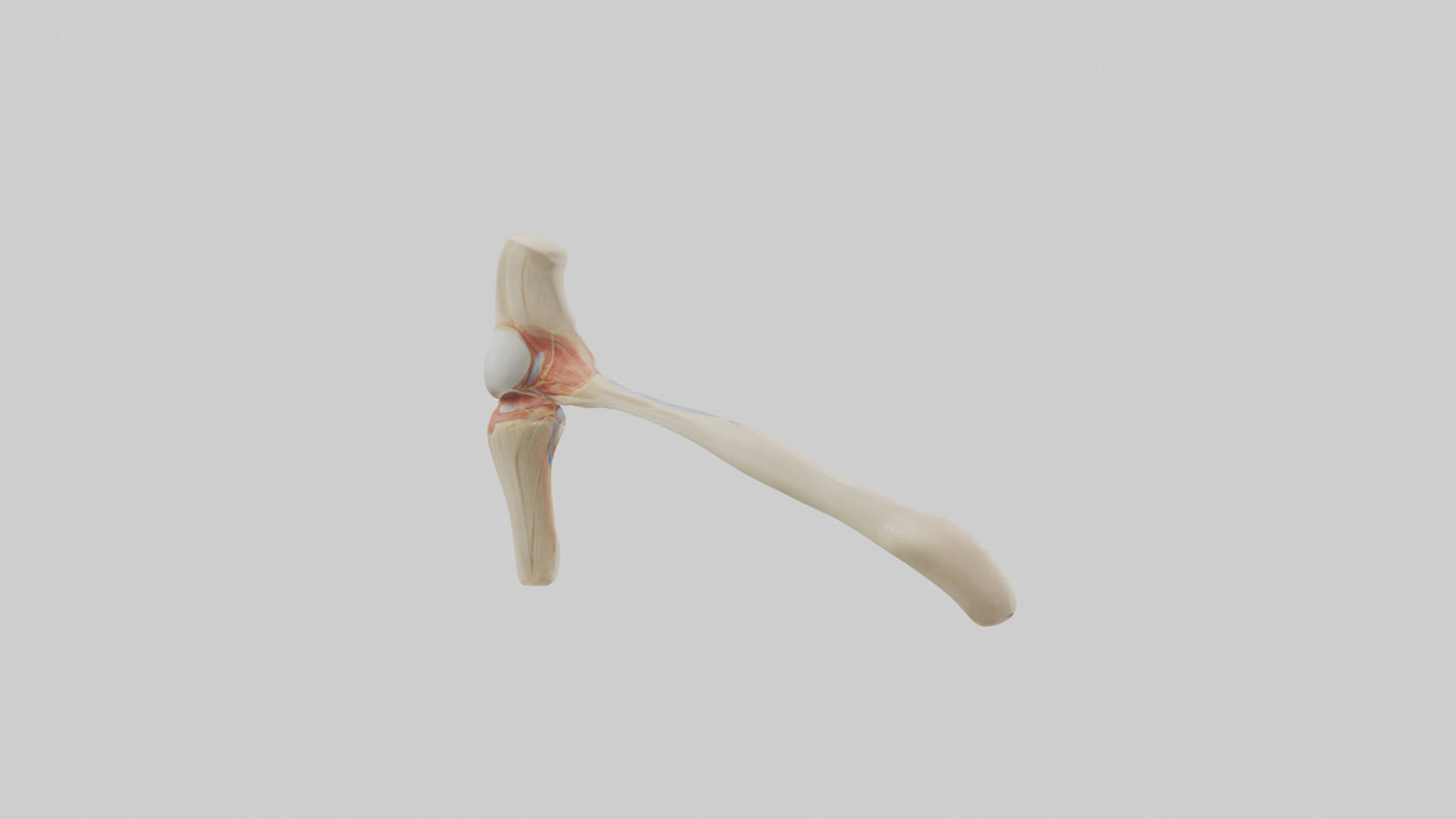 Human Patellar Tendon Model VR / AR / low-poly