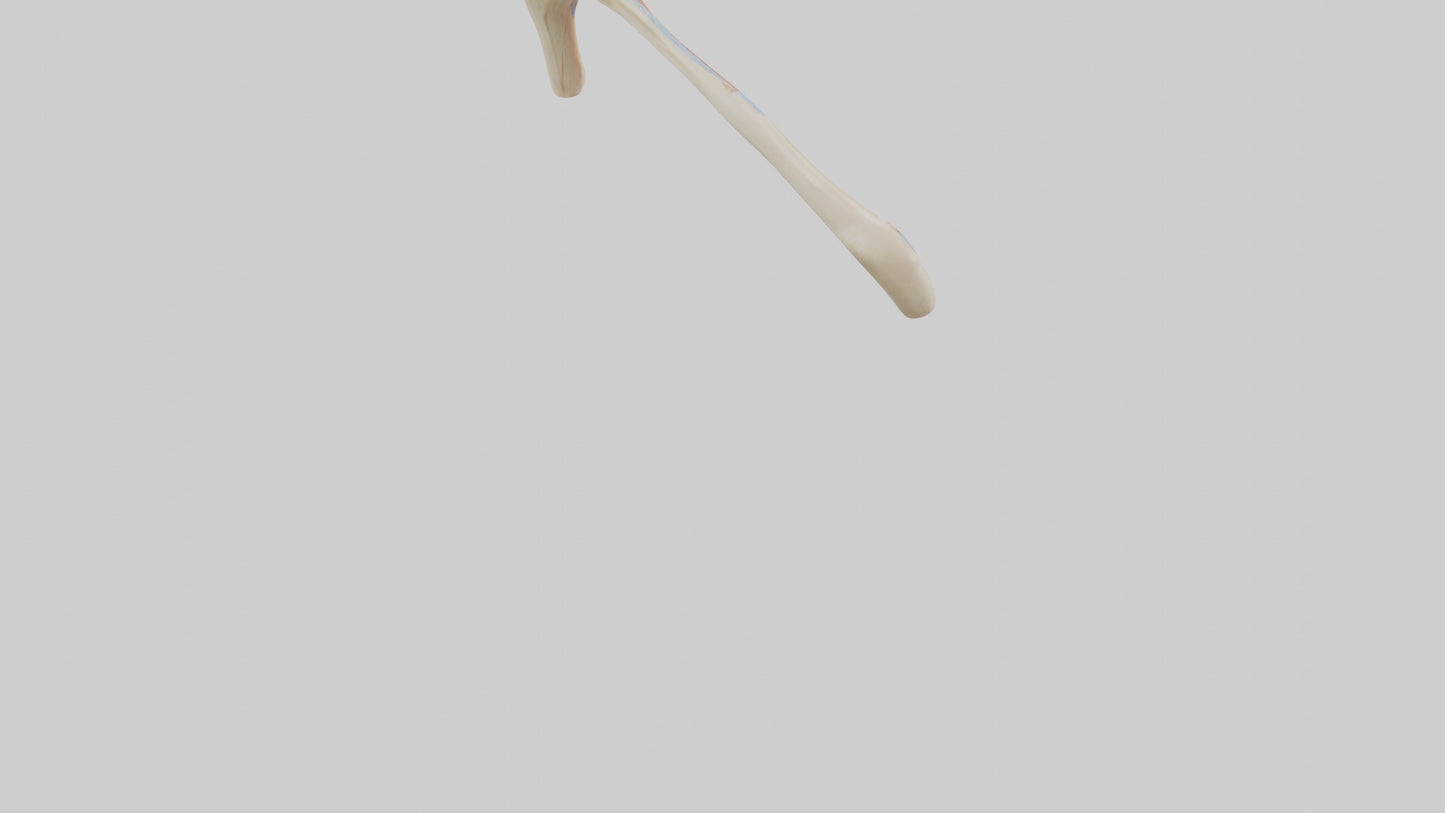 Human Patellar Tendon Model VR / AR / low-poly