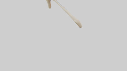 Human Patellar Tendon Model VR / AR / low-poly