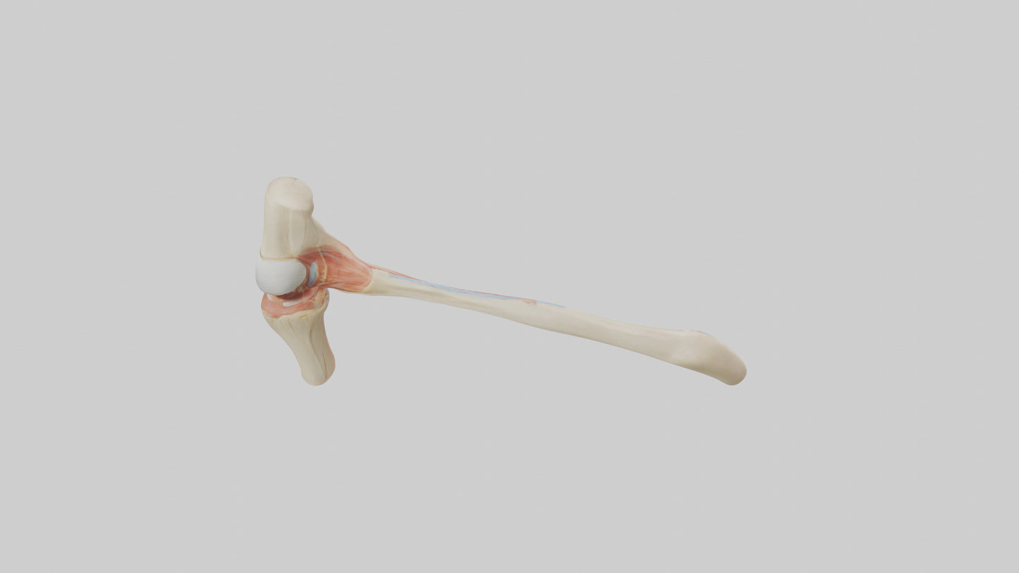 Human Patellar Tendon Model VR / AR / low-poly