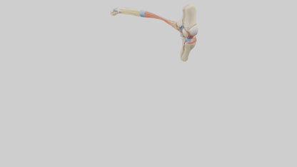 Human Patellar Tendon Model VR / AR / low-poly