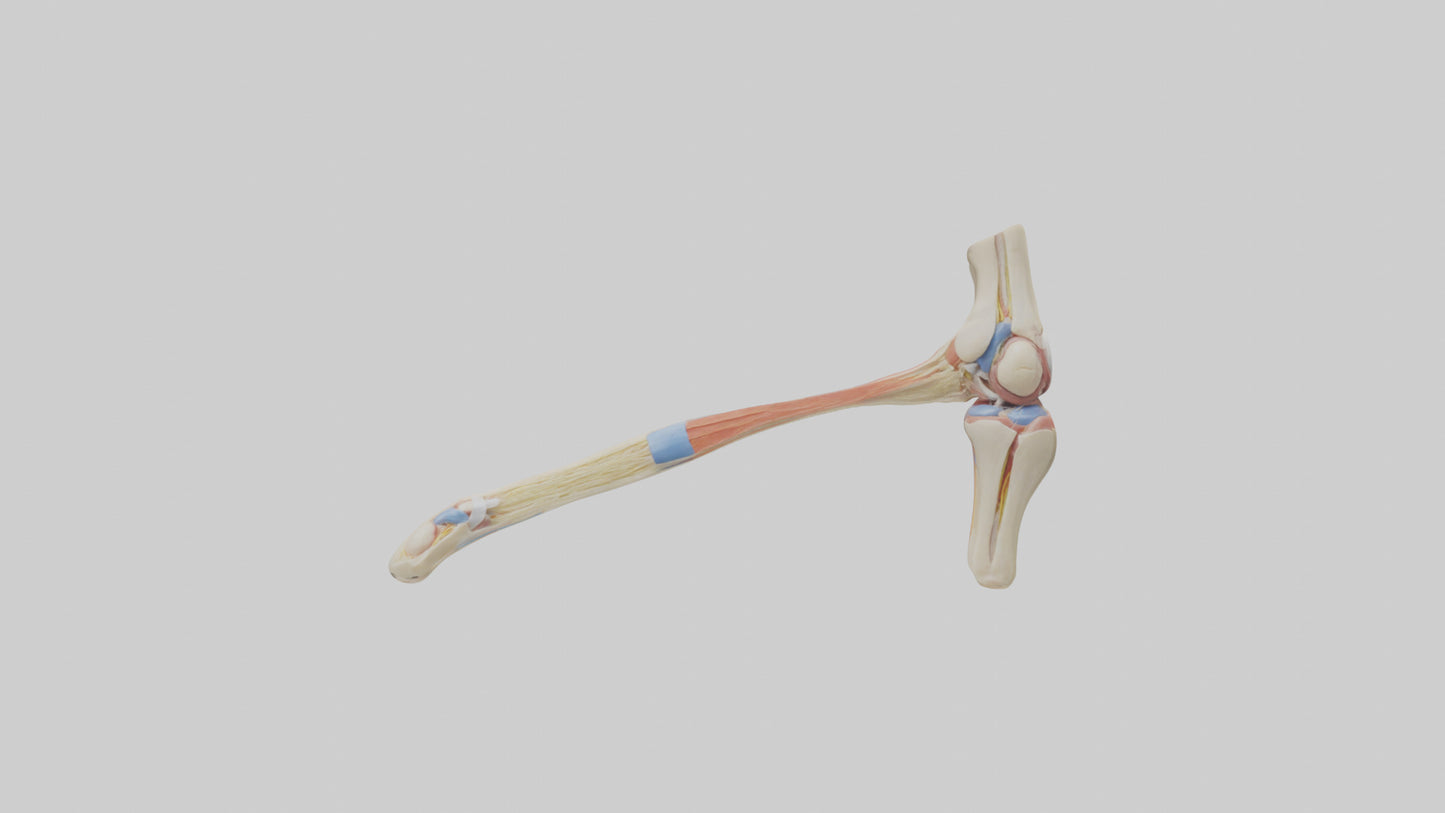 Human Patellar Tendon Model VR / AR / low-poly