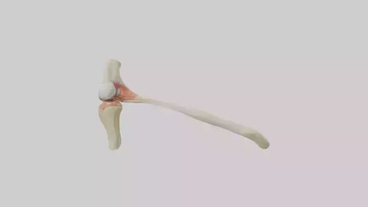 Human Patellar Tendon Model VR / AR / low-poly