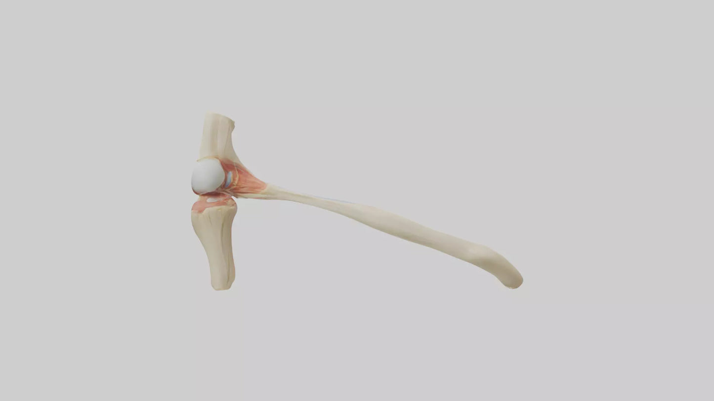 Human Patellar Tendon Model VR / AR / low-poly