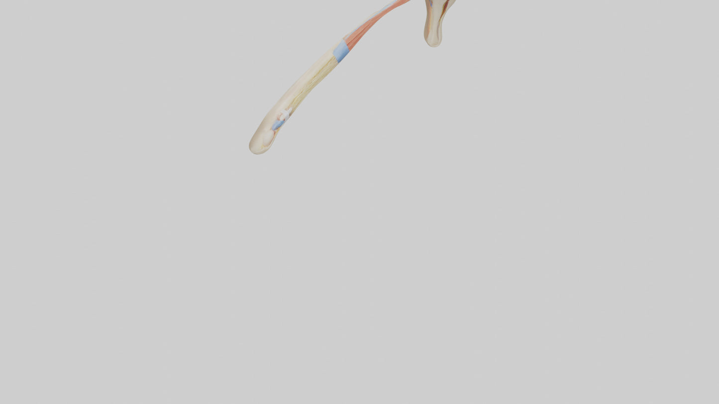 Human Patellar Tendon Model VR / AR / low-poly