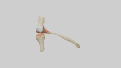 Human Patellar Tendon Model VR / AR / low-poly