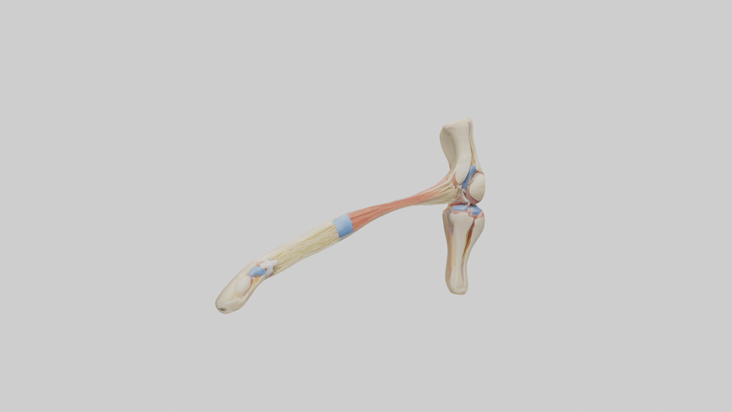 Human Patellar Tendon Model VR / AR / low-poly