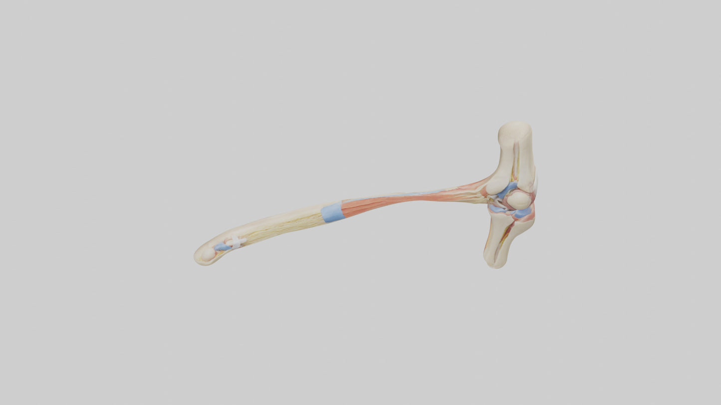 Human Patellar Tendon Model VR / AR / low-poly